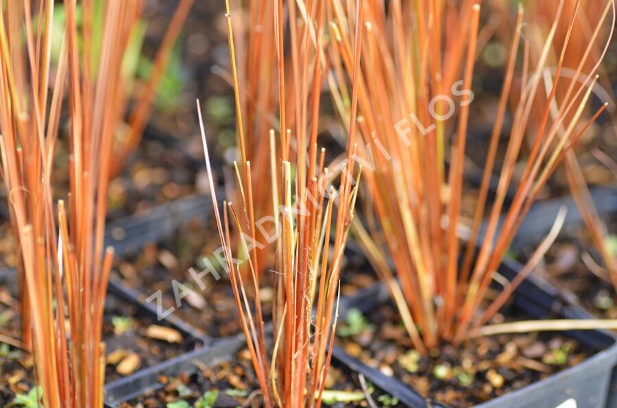 Ostřice Buchananova - Carex buchananii