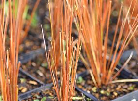 Ostřice Buchananova - Carex buchananii