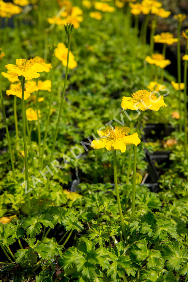 Upolín nízký - Trollius pumilus