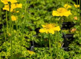 Upolín nízký - Trollius pumilus