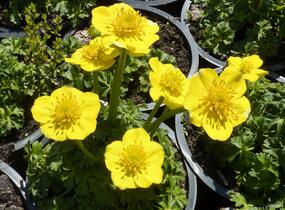 Upolín nízký - Trollius pumilus