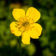 Upolín nízký - Trollius pumilus