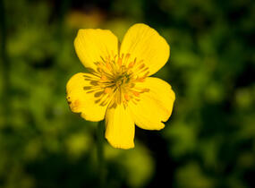 Upolín nízký - Trollius pumilus