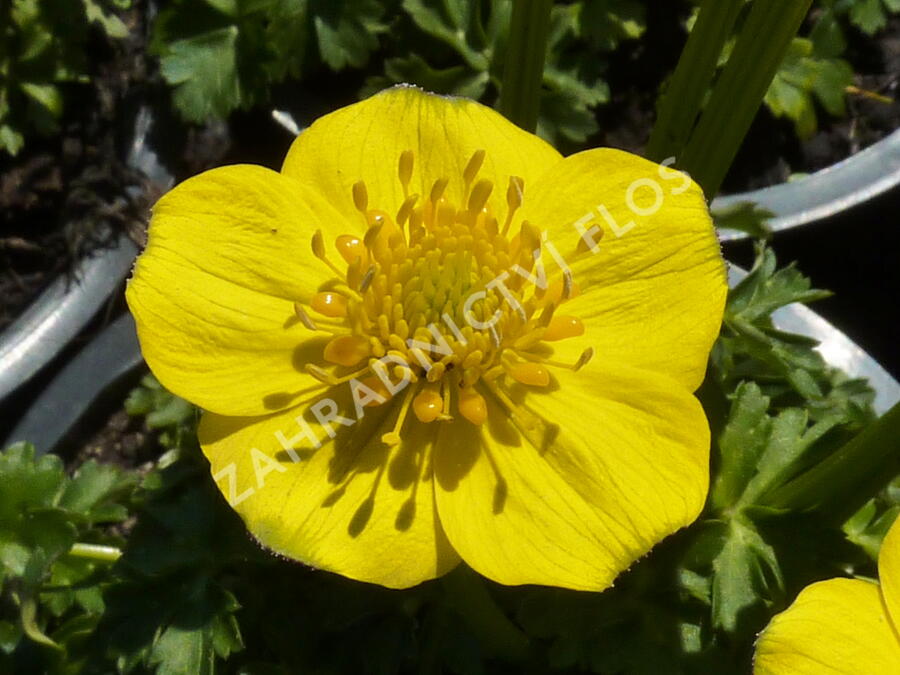 Upolín nízký - Trollius pumilus