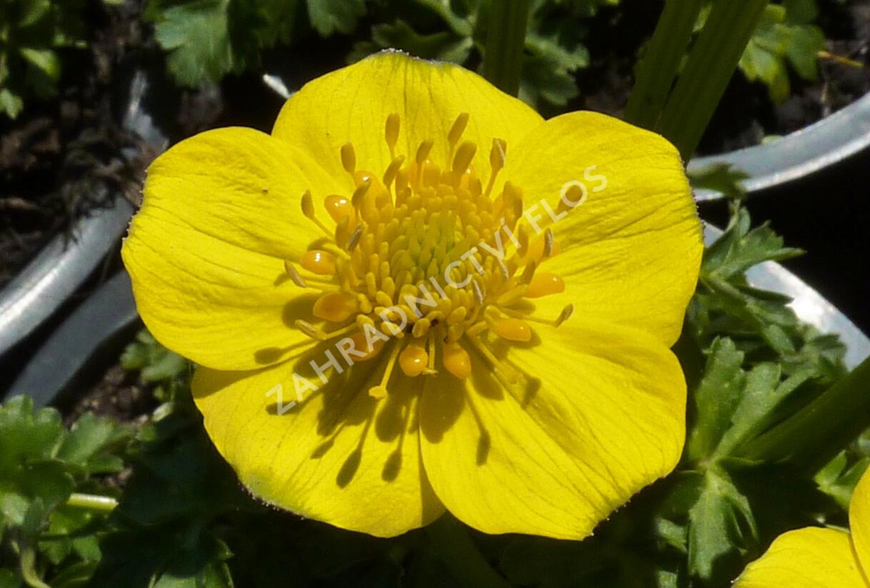 Upolín nízký - Trollius pumilus