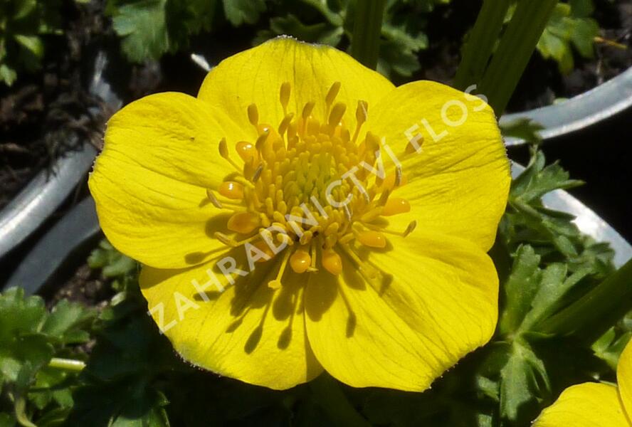 Upolín nízký - Trollius pumilus