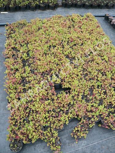 Rozchodník oregonský - Sedum oreganum