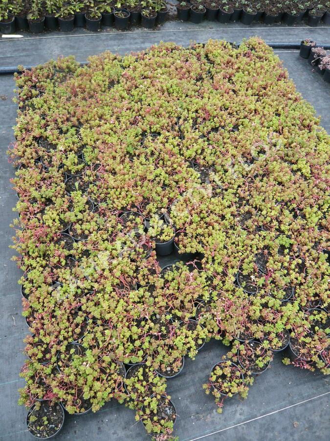 Rozchodník oregonský - Sedum oreganum