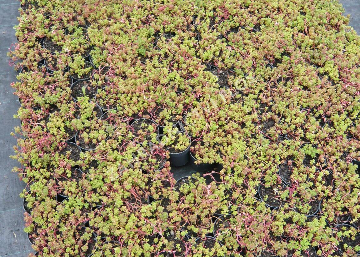 Rozchodník oregonský - Sedum oreganum