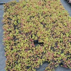 Rozchodník oregonský - Sedum oreganum