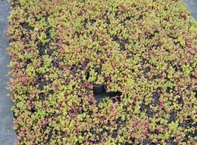 Rozchodník oregonský - Sedum oreganum
