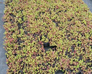 Rozchodník oregonský