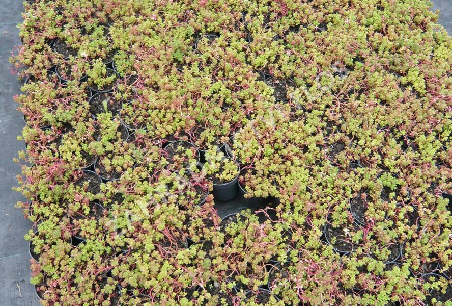 Rozchodník oregonský - Sedum oreganum