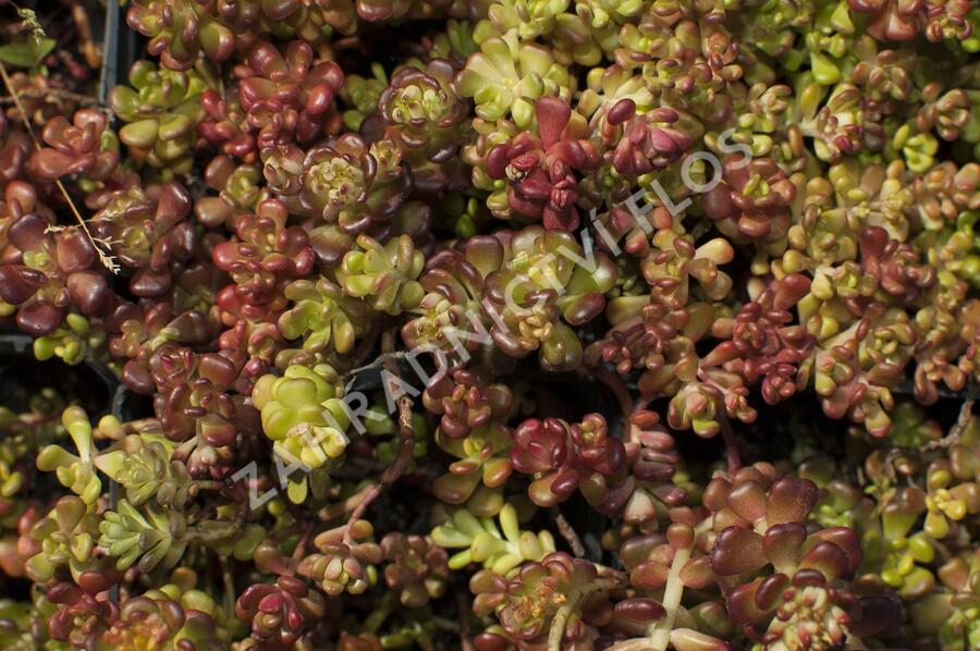 Rozchodník oregonský - Sedum oreganum