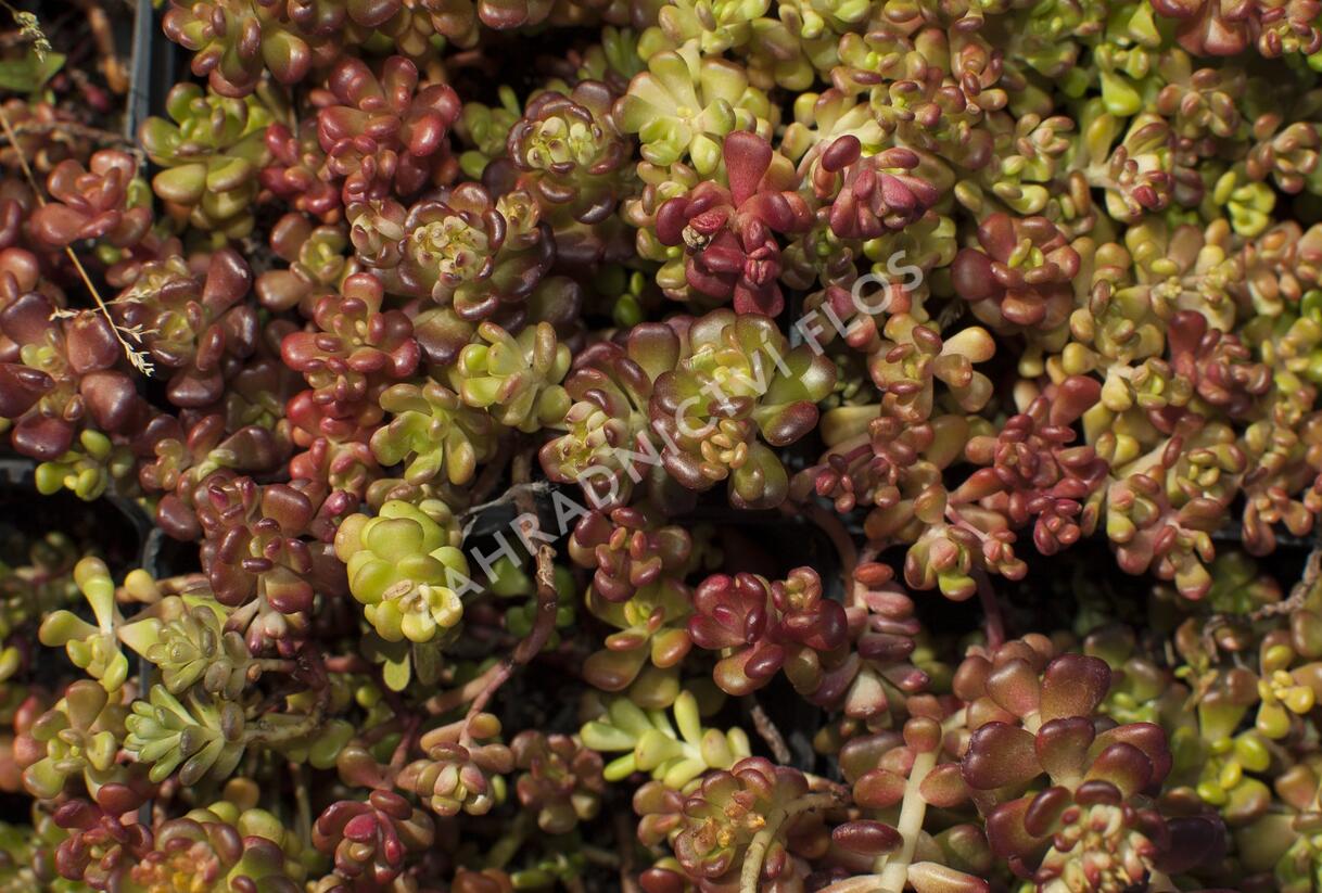 Rozchodník oregonský - Sedum oreganum