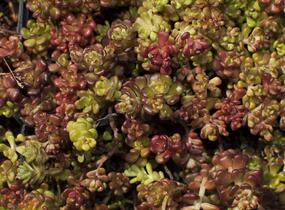 Rozchodník oregonský - Sedum oreganum