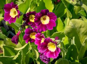 Prvosenka - Primula x pubescens
