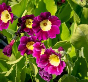 Prvosenka - Primula x pubescens