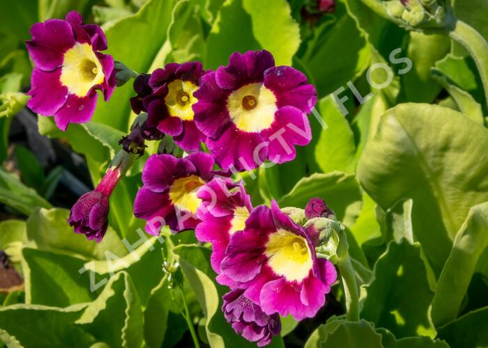 Prvosenka - Primula x pubescens