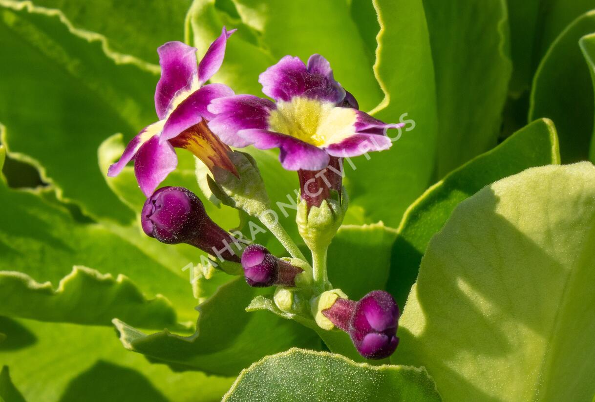 Prvosenka - Primula x pubescens