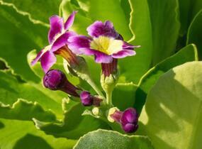 Prvosenka - Primula x pubescens