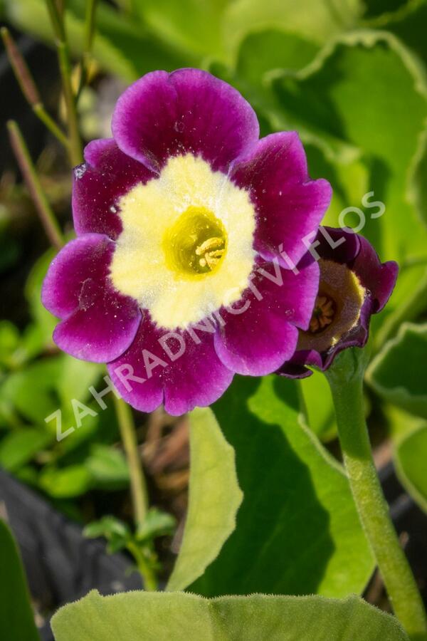 Prvosenka - Primula x pubescens