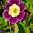 Prvosenka - Primula x pubescens