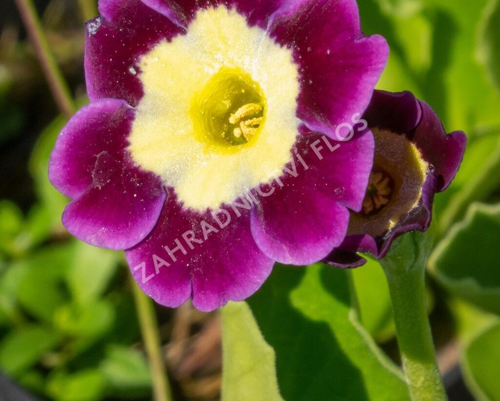 Prvosenka - Primula x pubescens