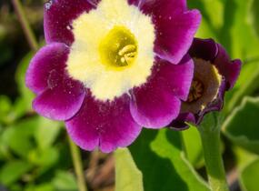 Prvosenka - Primula x pubescens