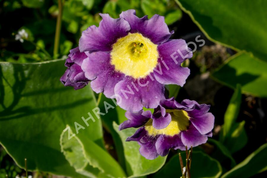 Prvosenka - Primula x pubescens