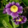Prvosenka - Primula x pubescens