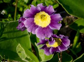 Prvosenka - Primula x pubescens