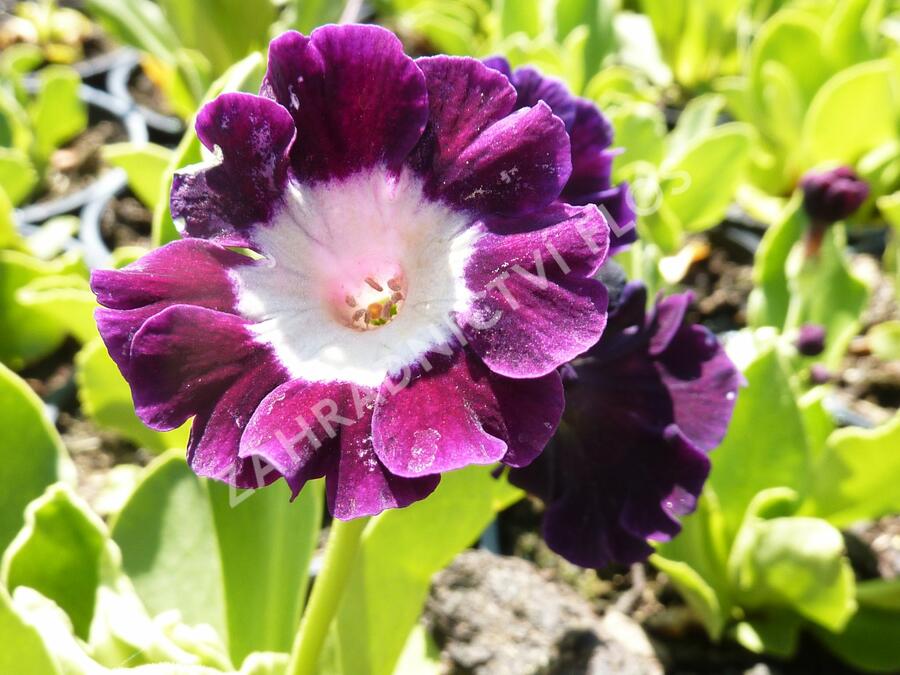 Prvosenka - Primula x pubescens