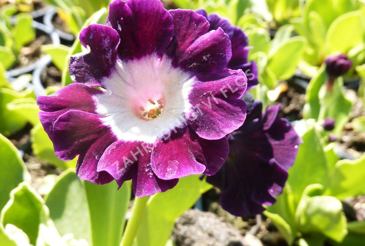 Prvosenka - Primula x pubescens