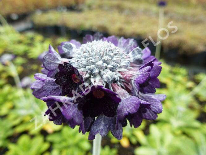 Prvosenka capitata ssp. mooreana - Primula capitata ssp. mooreana