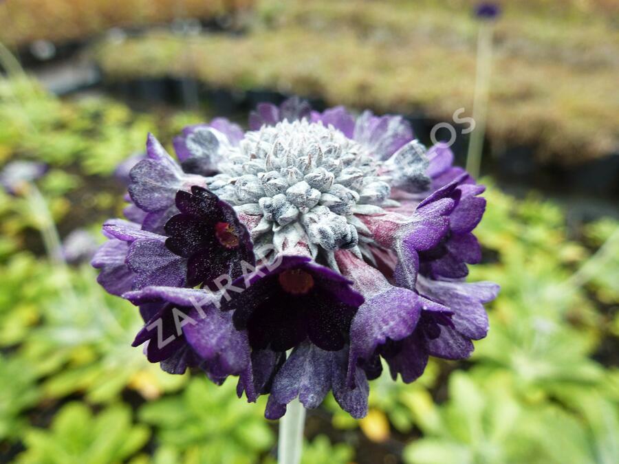 Prvosenka capitata ssp. mooreana - Primula capitata ssp. mooreana