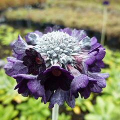 Prvosenka capitata ssp. mooreana - Primula capitata ssp. mooreana