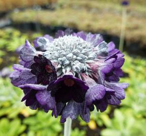 Prvosenka capitata ssp. mooreana - Primula capitata ssp. mooreana