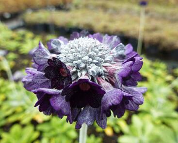 Prvosenka capitata ssp. mooreana