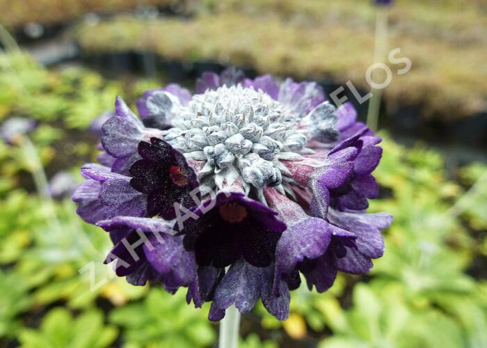 Prvosenka capitata ssp. mooreana - Primula capitata ssp. mooreana