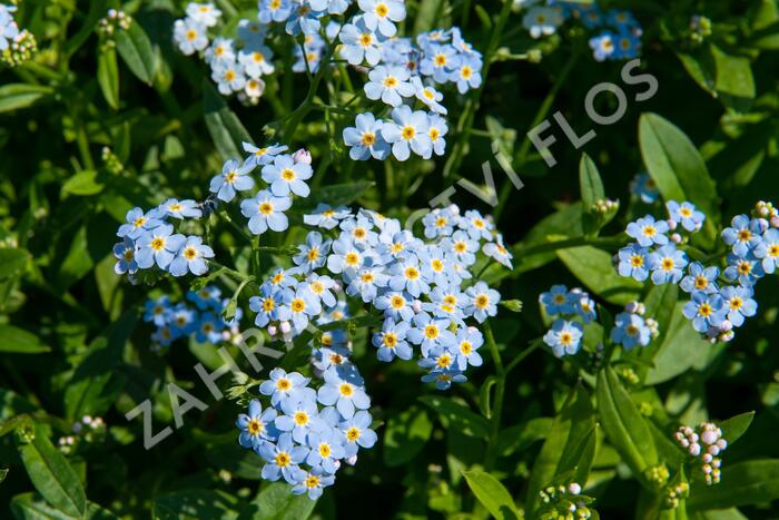 Pomněnka bahenní - Myosotis palustris