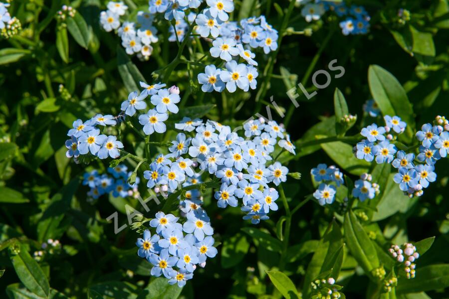 Pomněnka bahenní - Myosotis palustris