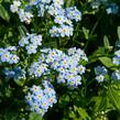 Pomněnka bahenní - Myosotis palustris