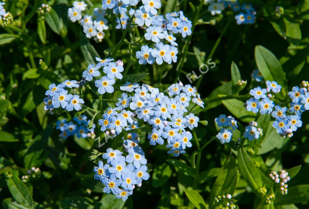 Pomněnka bahenní - Myosotis palustris