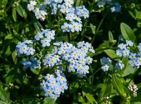 Pomněnka bahenní - Myosotis palustris