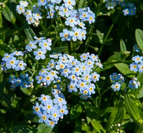 Pomněnka bahenní - Myosotis palustris