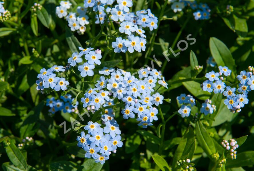 Pomněnka bahenní - Myosotis palustris