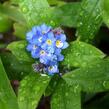 Pomněnka bahenní - Myosotis palustris