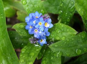 Pomněnka bahenní - Myosotis palustris