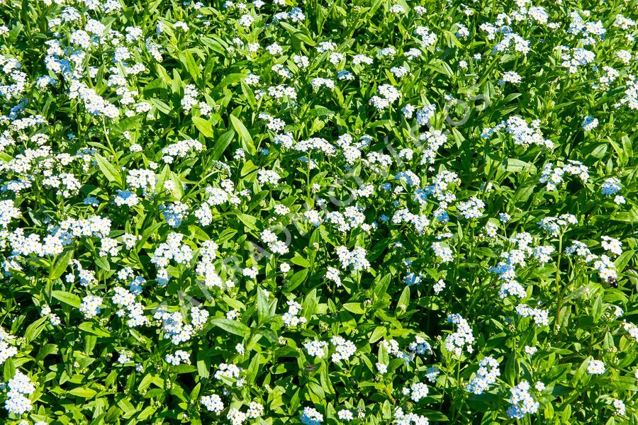 Pomněnka bahenní - Myosotis palustris